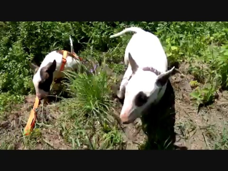 Finn et Barbaque_0002