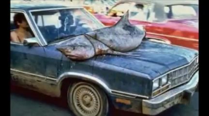 cars auctions