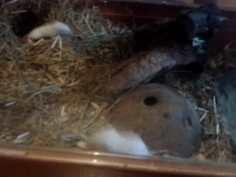 Tsuki & ses petits - Séance de jeu 2 (18 jours) - 02/07/2013