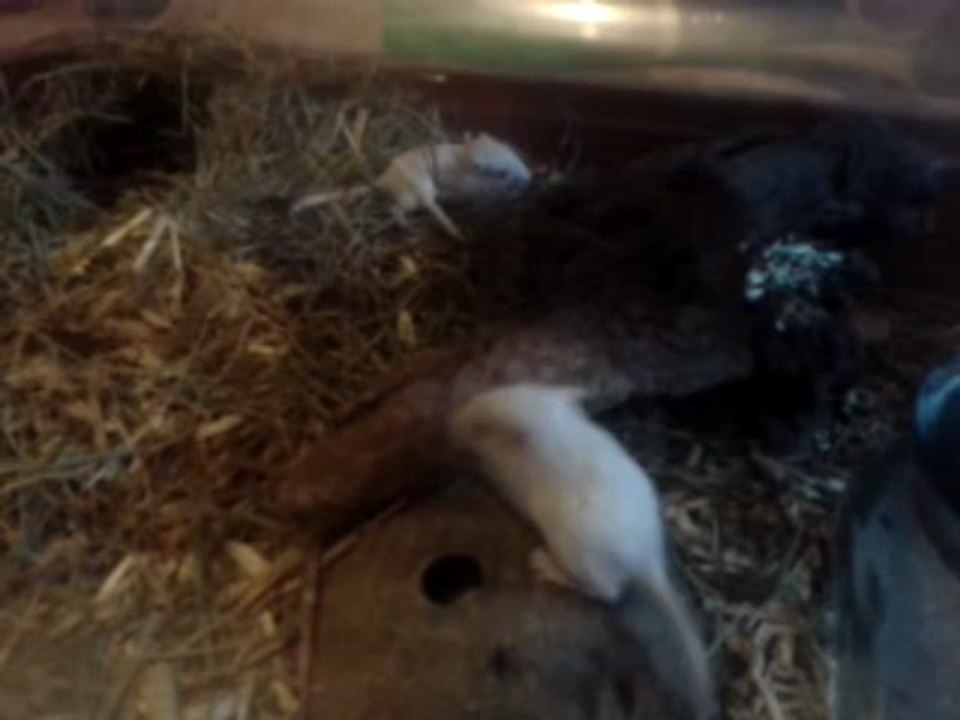 Tsuki & ses petits - Séance de jeu 3 (18 jours) - 02/07/2013