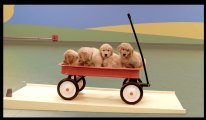 Machine de Rube Goldberg avec des chiens