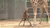 Un bébé girafe est né dans un zoo américain