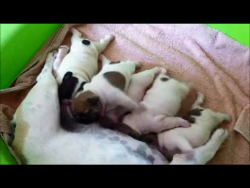 Les bébés de la Tanière des Anges 1