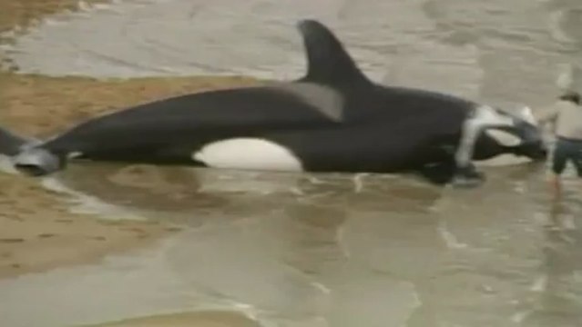 Killer whales beached off Australian coast