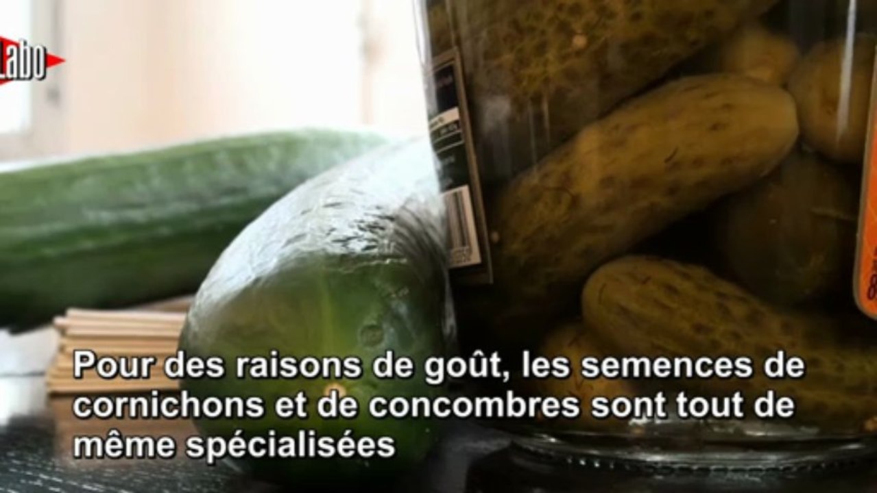1mn30 pour réviser le concombre