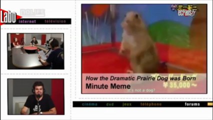 Joyeux anniversaire au dramatique chien de prairie