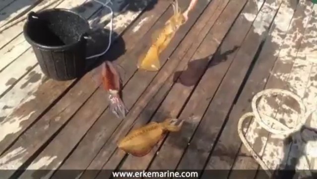 ERKE Marine, Kalamar Yakalama - Göcek / Türkiye - erkemarine.com
