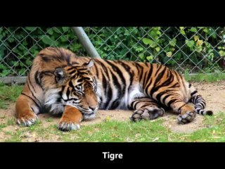 Bio parc de Doué la Fontaine