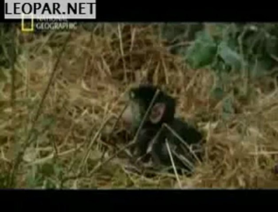 leoparın babuna şefkati  leoparın intikamı