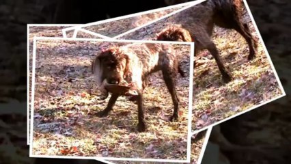 Une matinée à la chasse à la Bécasse