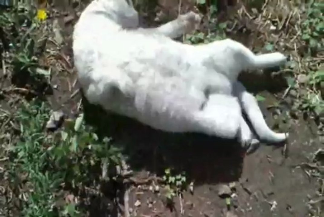 Molestando A Luna y su Caléndula