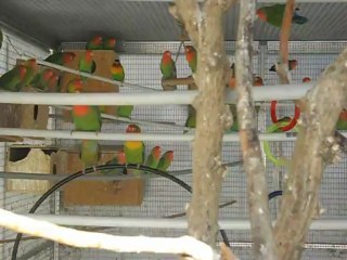 Les perruches "Les inséparables".