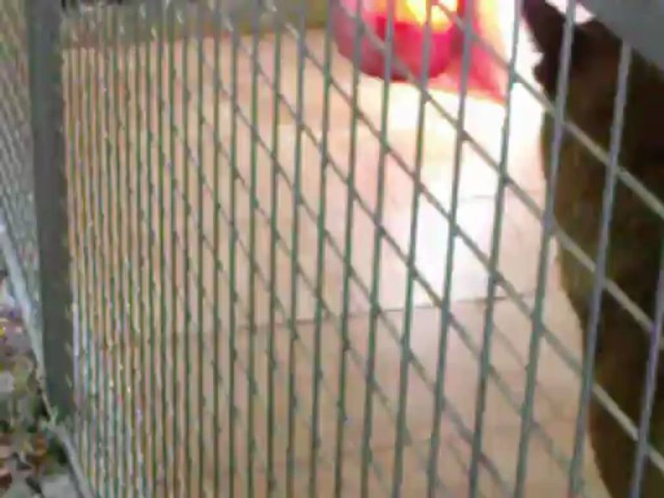 Bébés malinois à 3 semaines