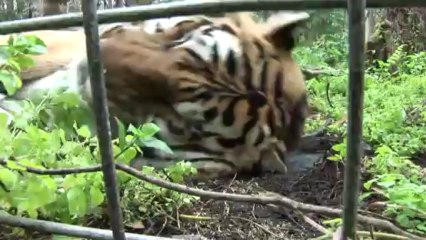 Do BIG Cats Like Catnip? *PART 2 The "Science"...