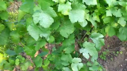 Traitement bio avec notre cheval Skippy -aller-