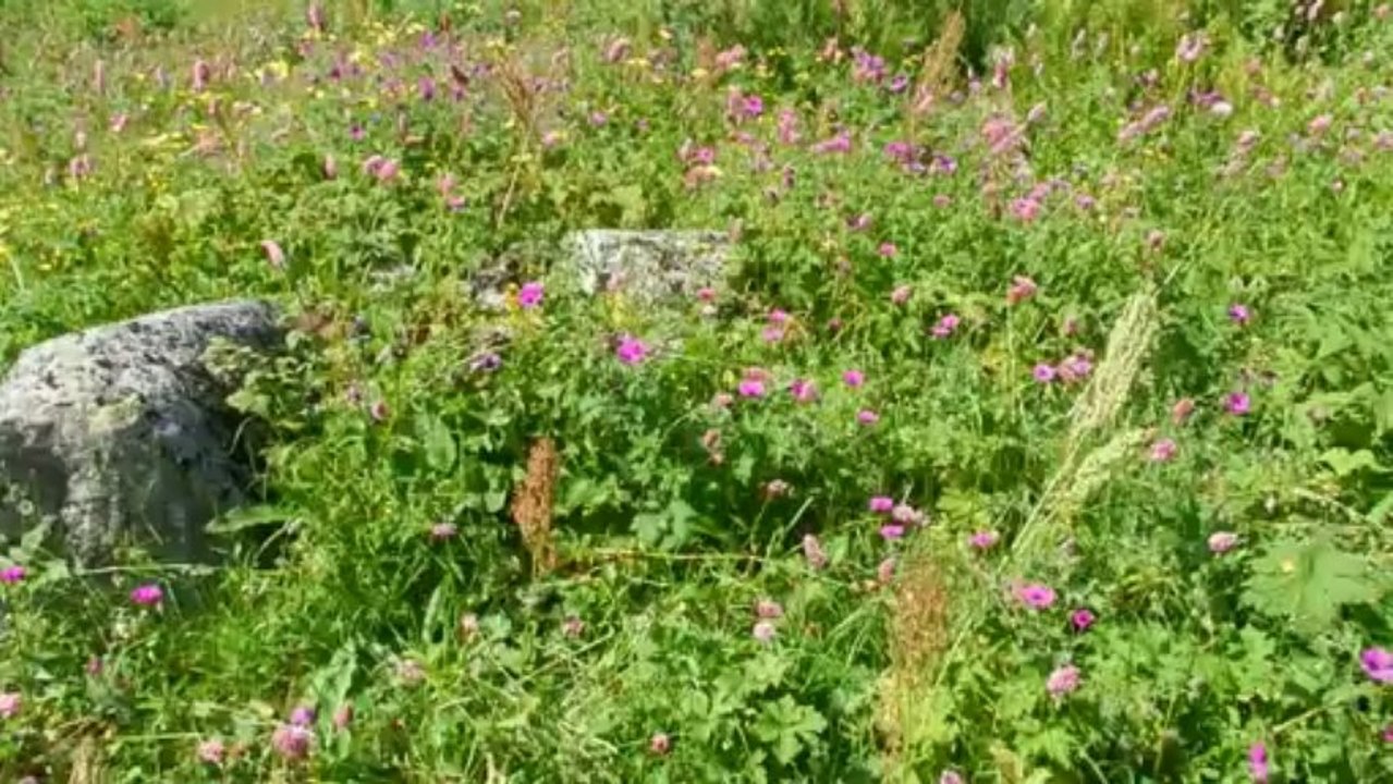 Haçivanak Yolunde Turki