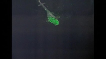 Helicopter drops flags as jubilation sweeps Cairo’s Tahrir Square