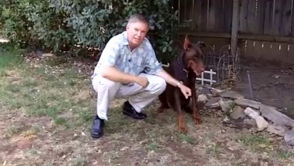 4th of July Dog Safety Tips