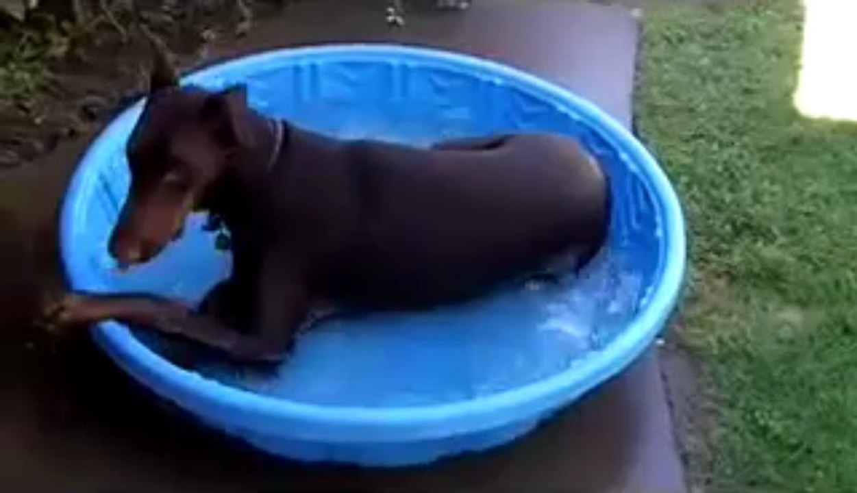 Hot Doberman Cool Pool Splash