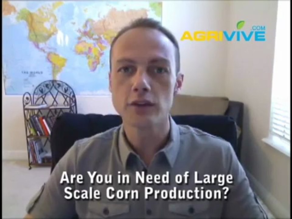 Shop Bulk Corn, Maize, Corn Surplus Stores, Corn Surplus, Corn Trades, Corn Trading, Dried Corn