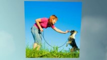 Have a Well-Trained Pet With a Dog Trainer's Help | 1300 306 887