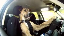 Meet Porter. The World's First Driving Dog.