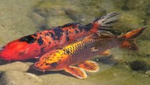 Thieves Steal Koi Fish From Public Pond