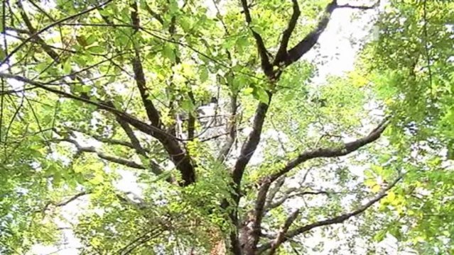 CADE DALL'ALBERO E MUORE