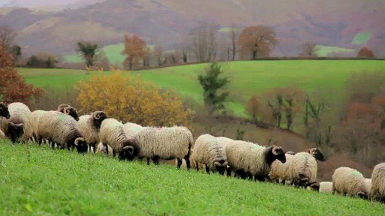 Fromage de brebis Ossau-Iraty : Escapade gourmande au Pays basque et Béarn !