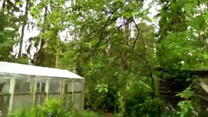 HTC One, тест камеры - Дача, цветочки, зелень