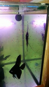 10 GÜNLÜK SİLEVER SİYAH MELEK YAVRULARI