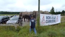 Video éléphant association non a la carrière