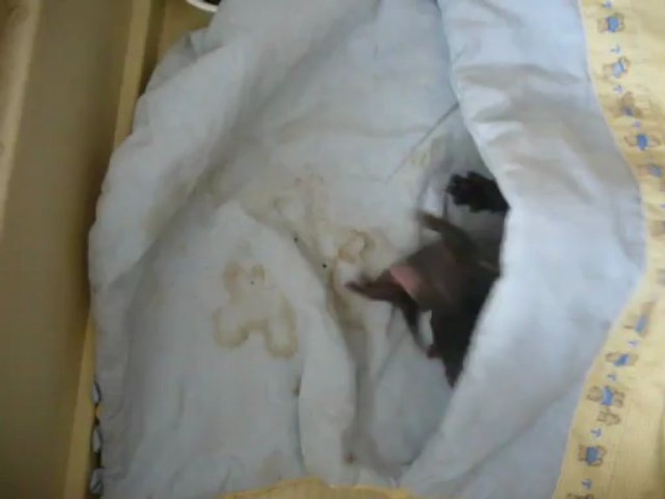 Bébés Shenzi