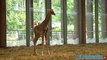 Kissa le girafon, nouvelle pensionnaire du Parc de la Tête d'or à Lyon