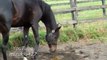 Un cheval qui fait un caca qui pue