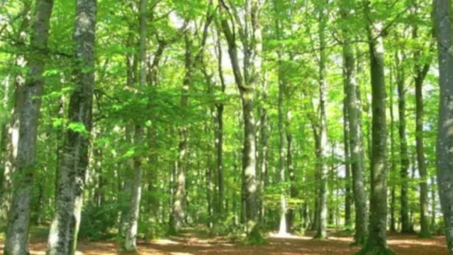 Commentry - orchestre junior & orchestre adulte de l'école de musique - Vert plateau