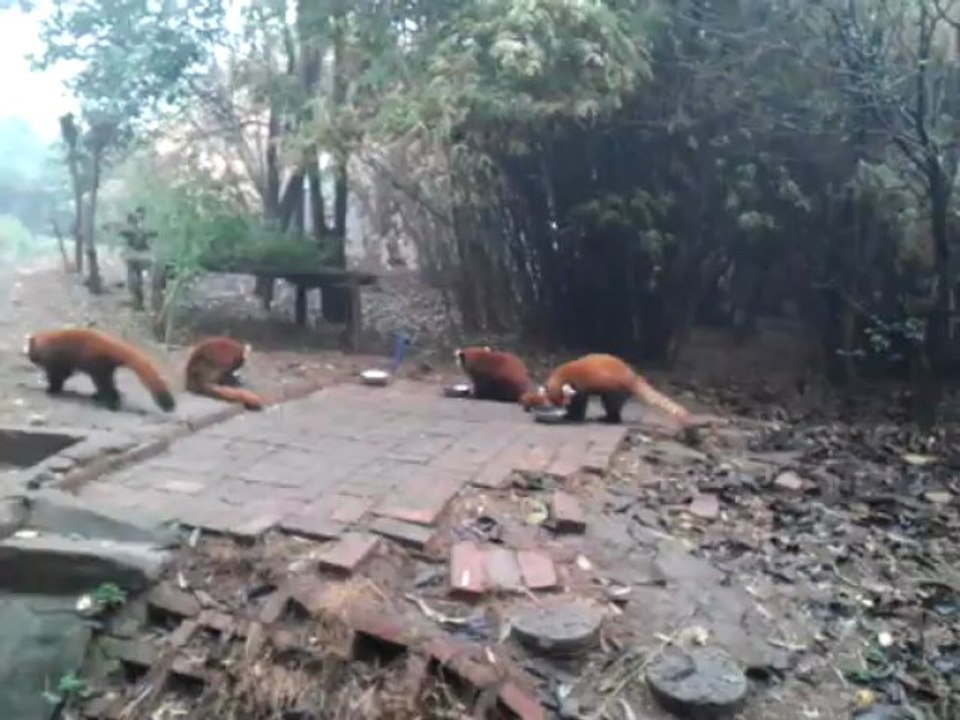 les pandas roux