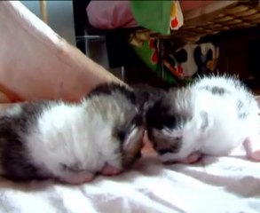 ptts chats de fifille