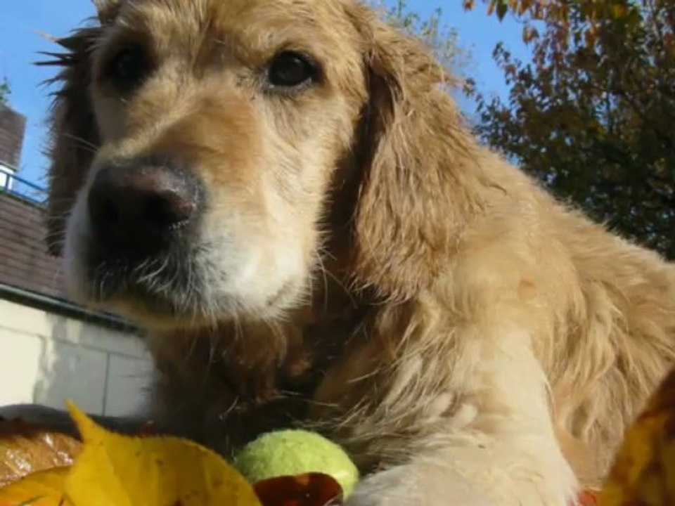Golden Retrievers
