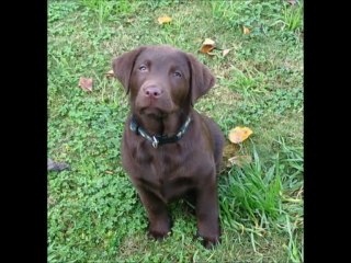 Labrador Retrievers