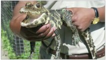 Cane Toads Killing Dwarf Crocodiles in Australia