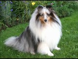 Shetland Sheepdogs