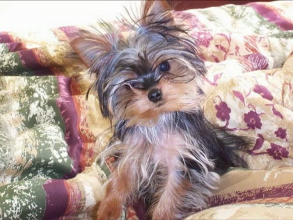 Yorkshire Terriers
