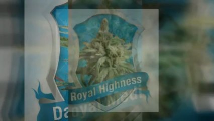 Royal Queen Seeds - Medical