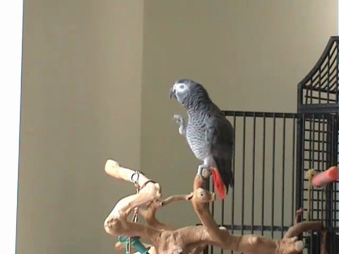 Perroquet chante Always Look on the Bright Side of Life