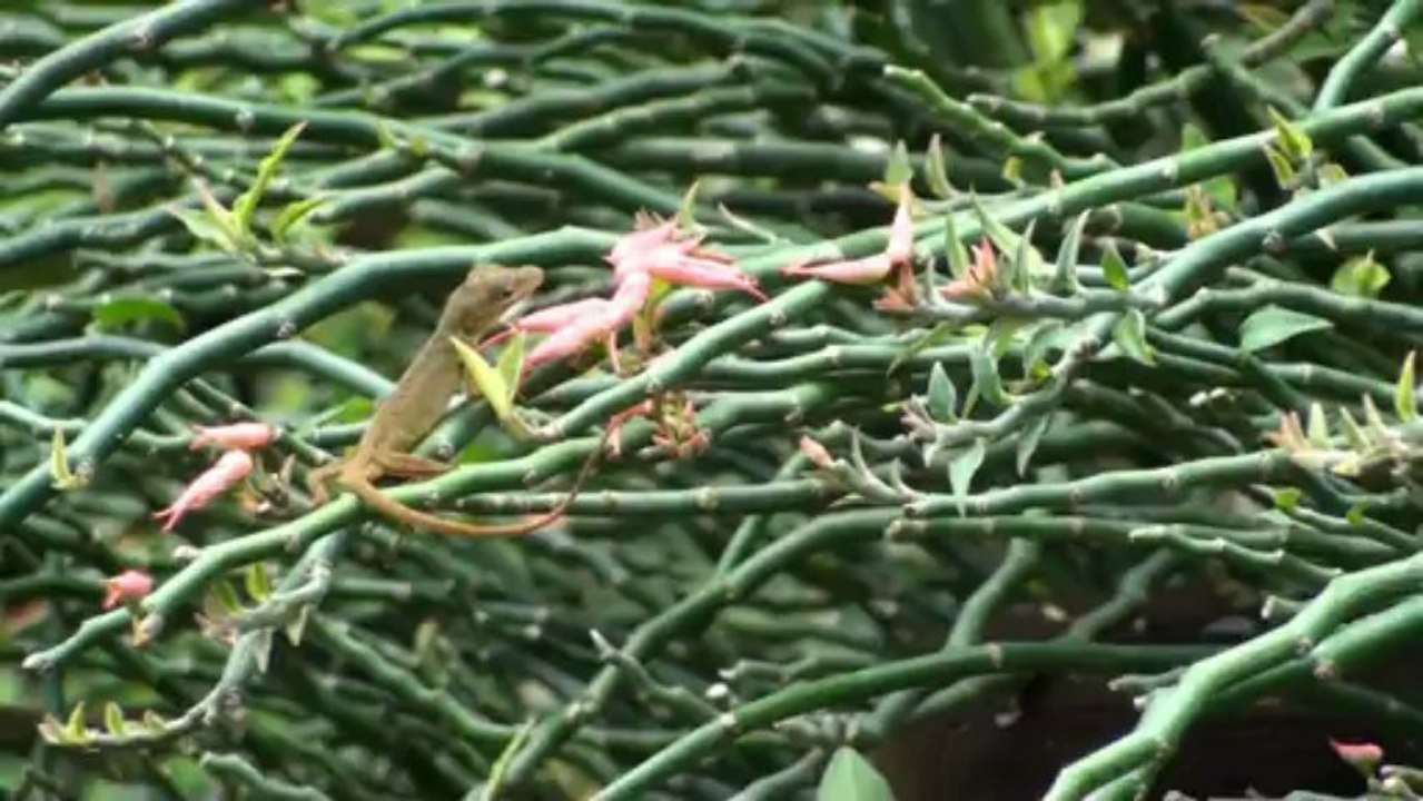 Arche de Noé - Histoires de bêtes