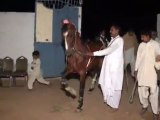 Horse Dance In Gujrat Ch Zafar Iqbal Dhonjak