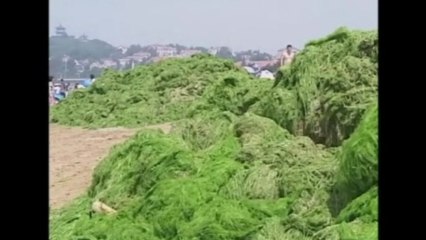 Green algae inundates Shandong Province