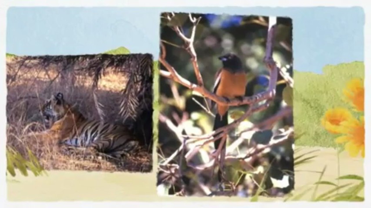 Welcome to Ranthambore National Park tour packages with pleazantleisureholidays.com/