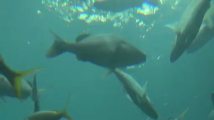 Philip Cottrell Spain_ Atlantis Girls Cherry Blossoms